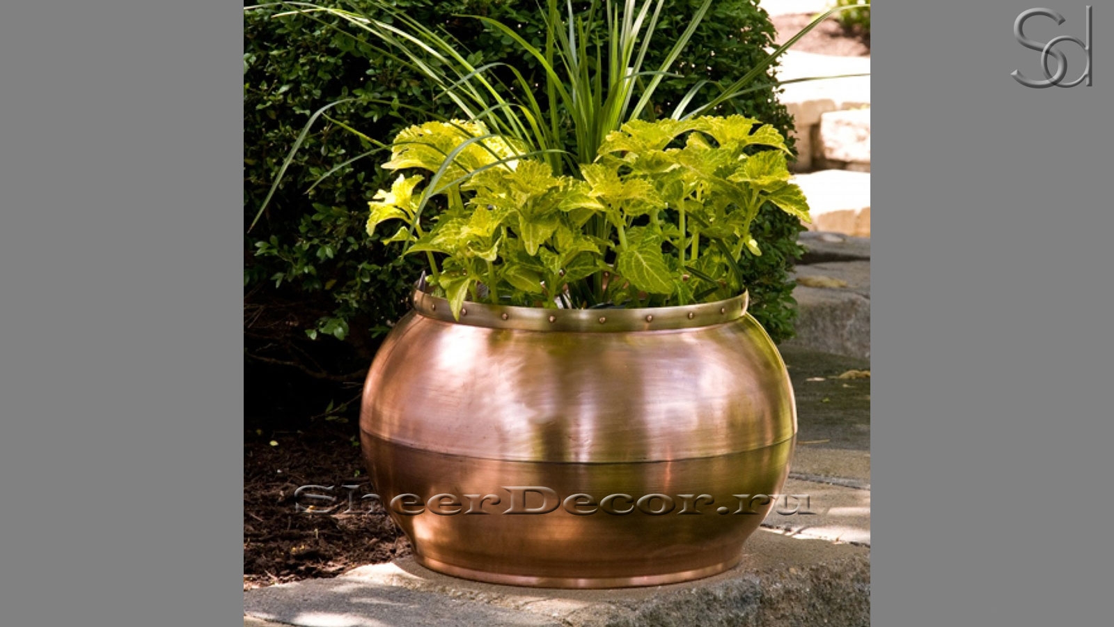 Lori Bronze Lori